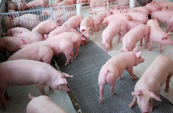 Giá heo hơi hôm nay 25/2: Mốc 78.000 đồng/kg xuất hiện ở phía Nam