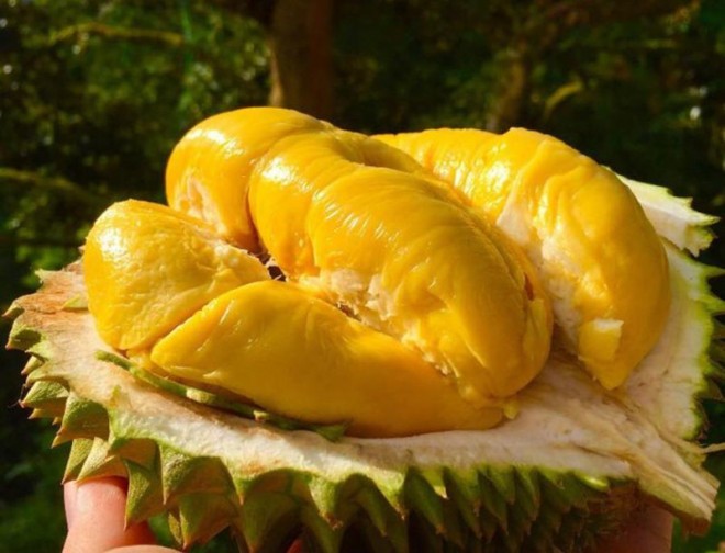 Giá sầu riêng hôm nay 26/2: Sầu Thái A tăng 3.000 đồng/kg