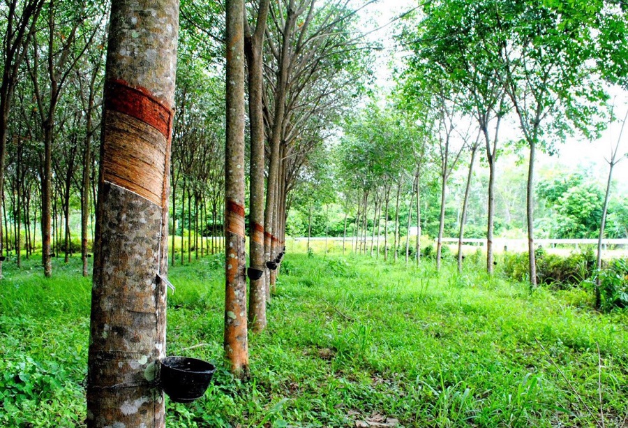 Giá cao su hôm nay 27/2: Đồng loạt giảm trên sàn giao dịch Châu Á