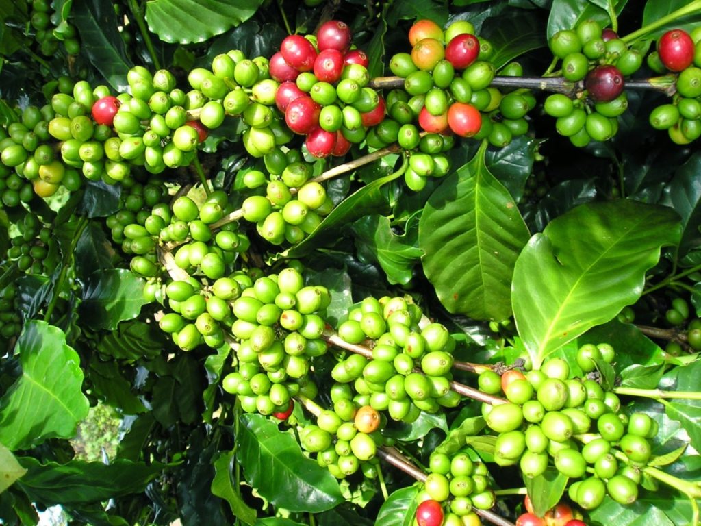 Giá cà phê hôm nay 27/2: Tiếp tục giảm