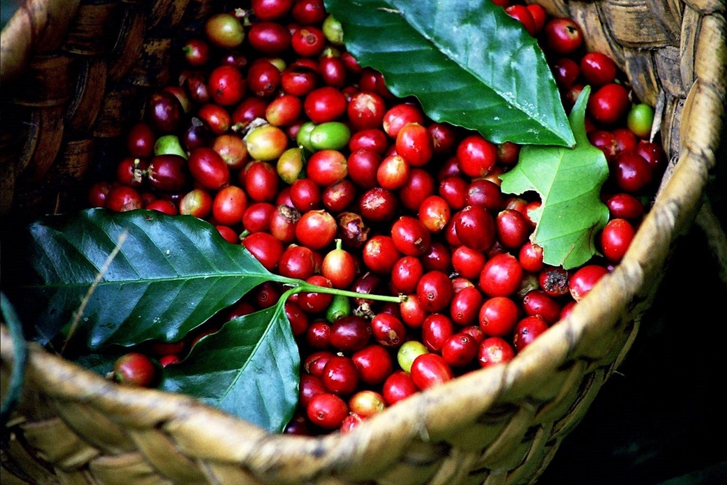 Giá cà phê hôm nay 2/3: Giảm nhẹ, cao nhất 129,500 đồng/kg