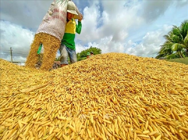 Thị trường gạo biến động: Việt Nam tìm hướng đi mới