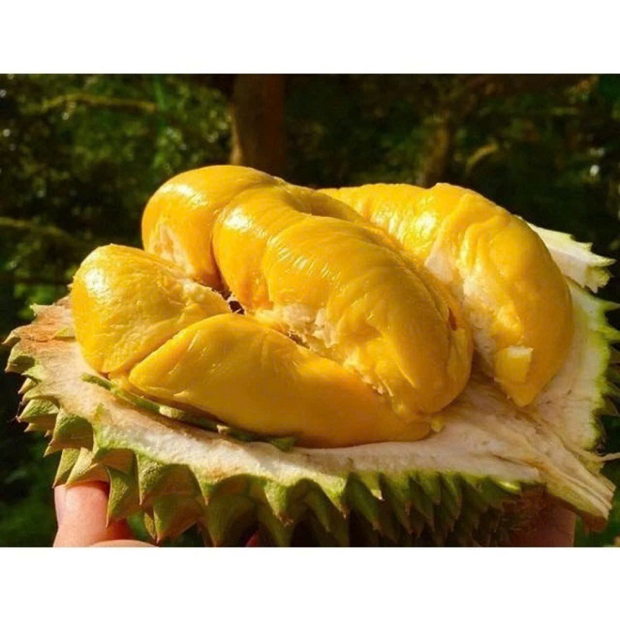Giá sầu riêng hôm nay 9/3: Sầu riêng Ri6 loại A có giá 80.000 đồng/kg