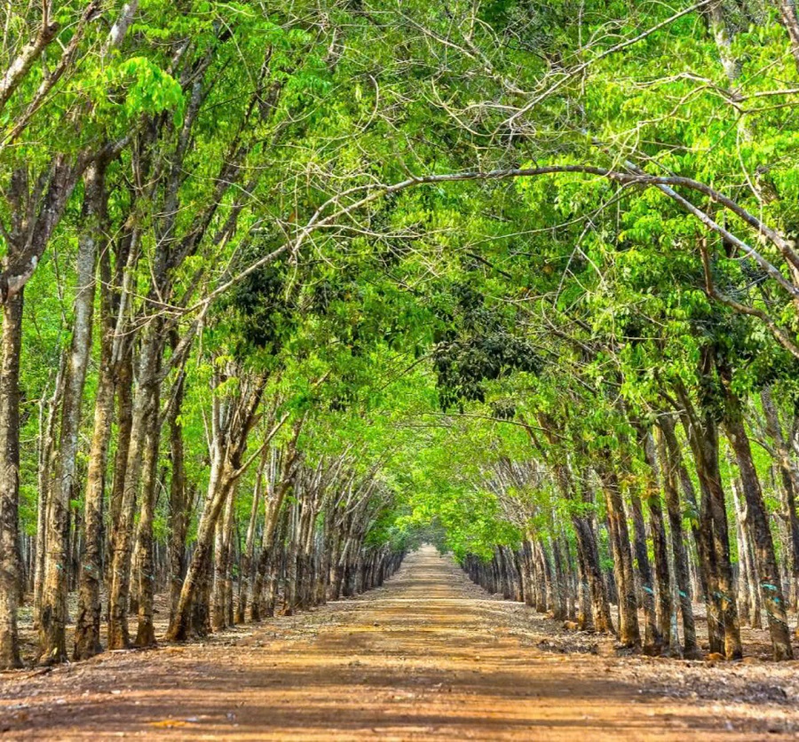 Giá cao su hôm nay 16/3: Thị trường biến động