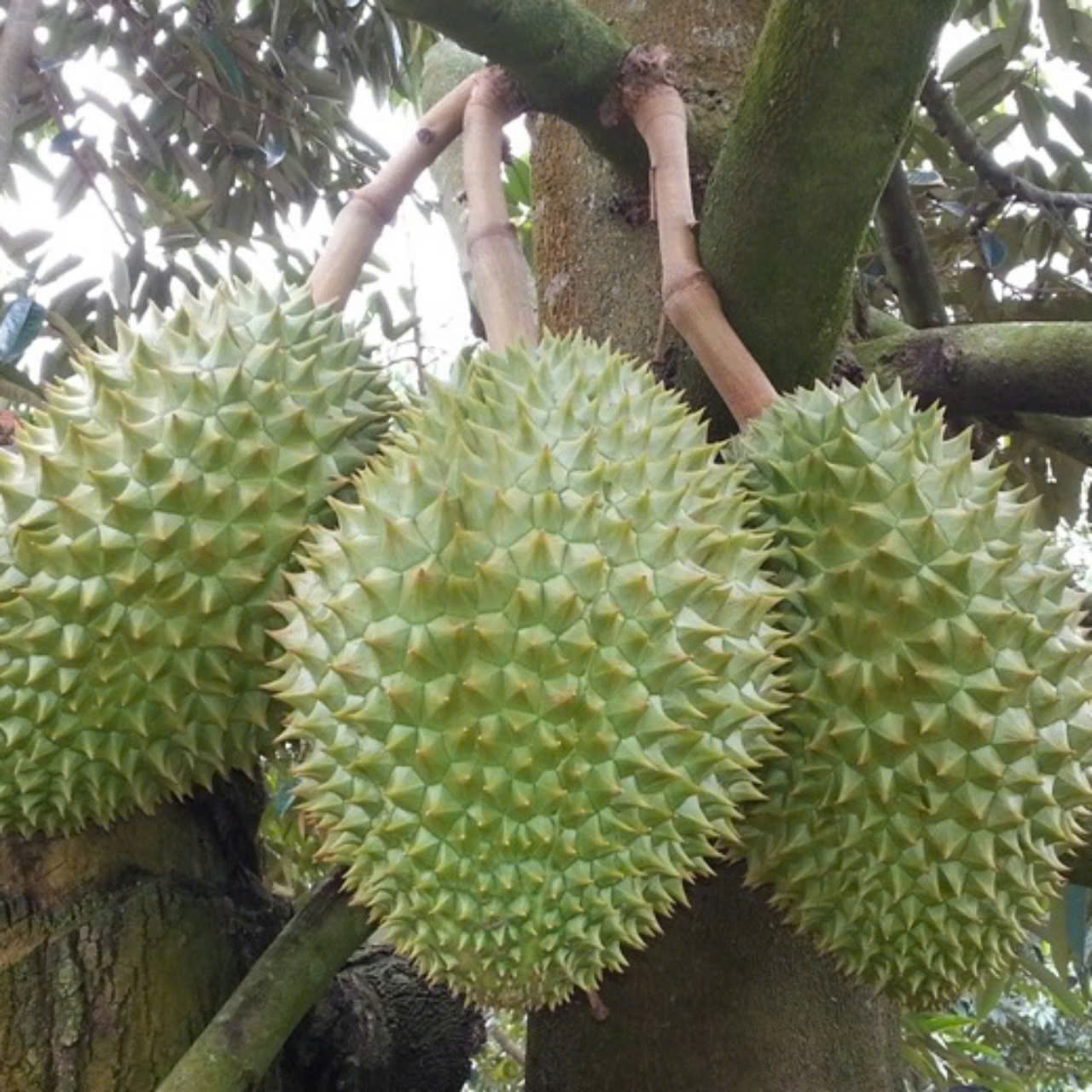 Giá sầu riêng hôm nay 17/3: Ri6 chạm mốc 100.000 đồng/kg