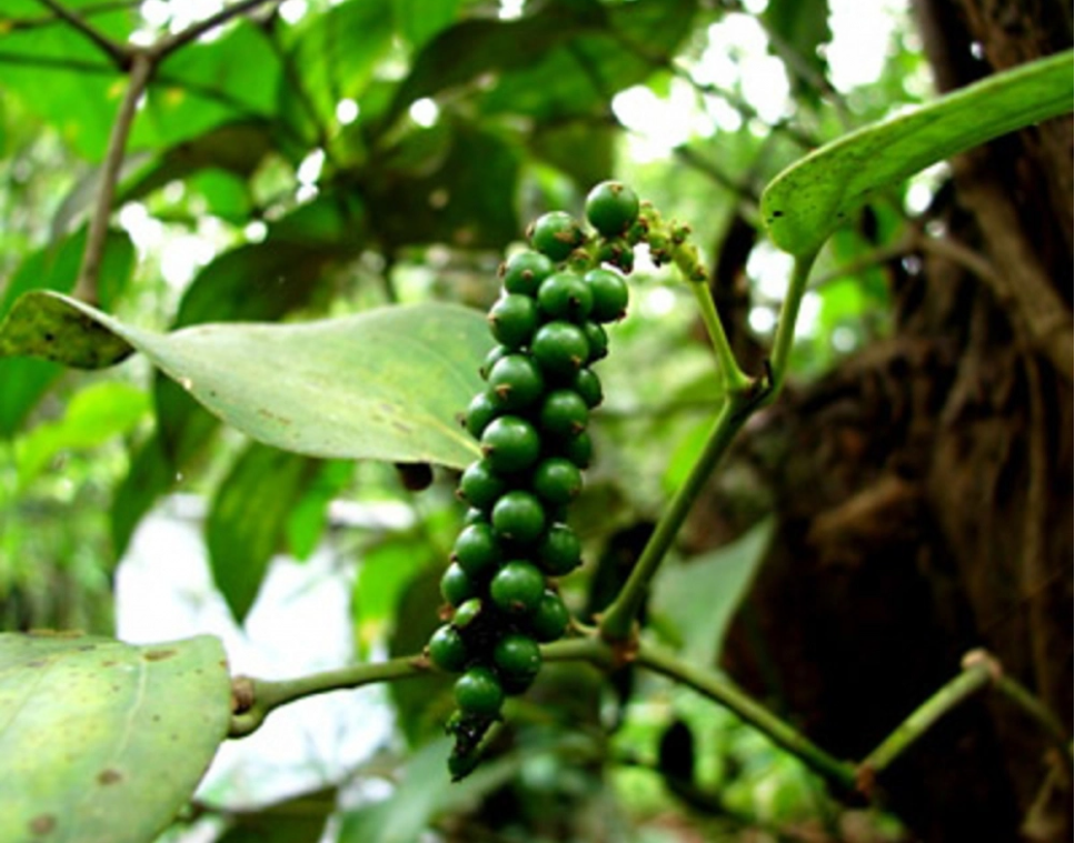 Giá tiêu hôm nay 19/3: Tăng cao nhất 2.000 đồng/kg