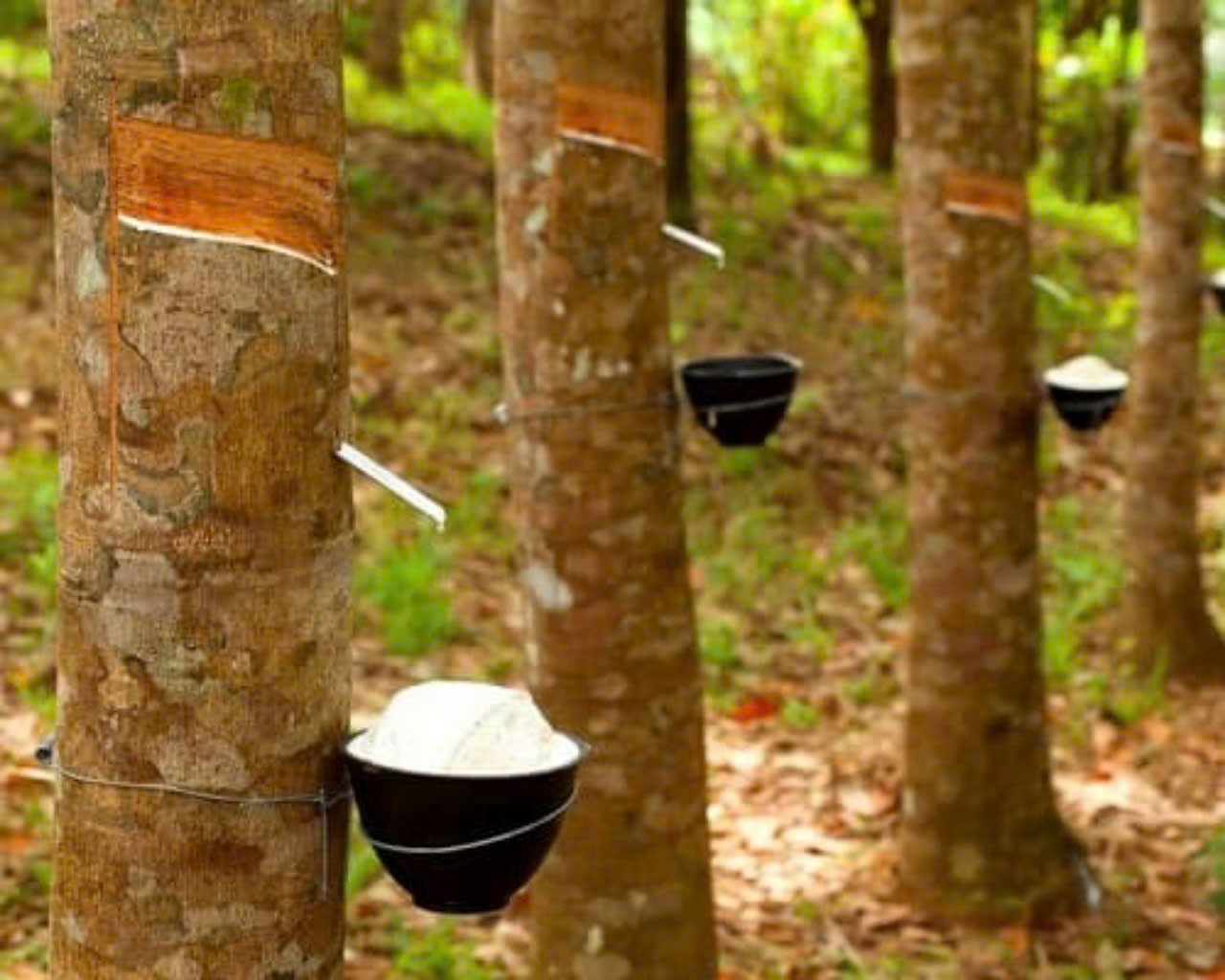 Giá cao su hôm nay 27/3: Tăng trở lại ở Thái Lan