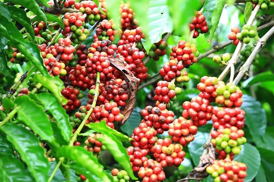 Giá cà phê hôm nay 27/3: Tăng 1.700 đồng/kg