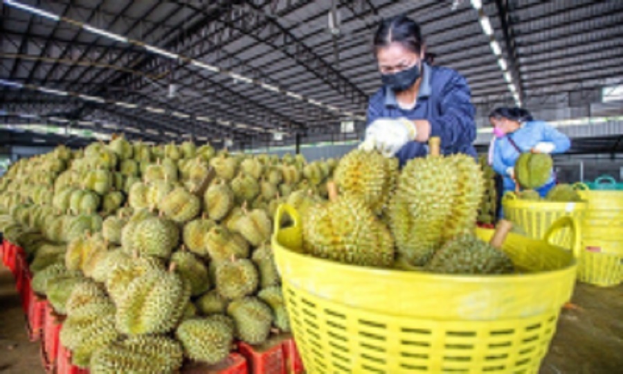 Giá sầu riêng hôm nay 1/4: Sầu Thái VIP loại A có giá 135.000 đồng/kg