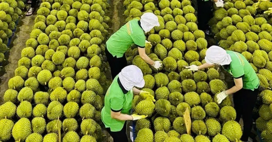 Thị trường giá sầu riêng biến động do đâu?