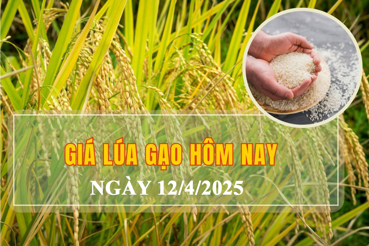 Giá lúa gạo hôm nay ngày 12/4: Giá gạo bình ổn, lúa tươi vững giá