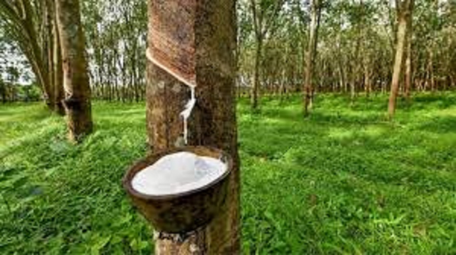 Giá cao su hôm nay 15/4: Tăng ở Thái Lan và Singapore