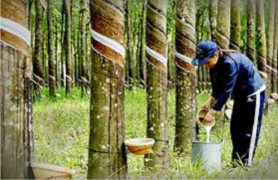 Giá cao su hôm nay 16/4: Trong nước Công ty Cao su Mang Yang điều chỉnh giảm