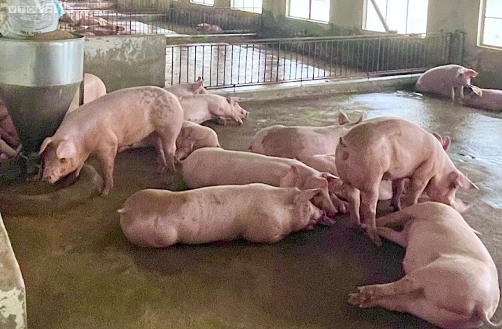 Giá heo hơi hôm nay 22/4: Cao nhất 76.000 đồng/kg