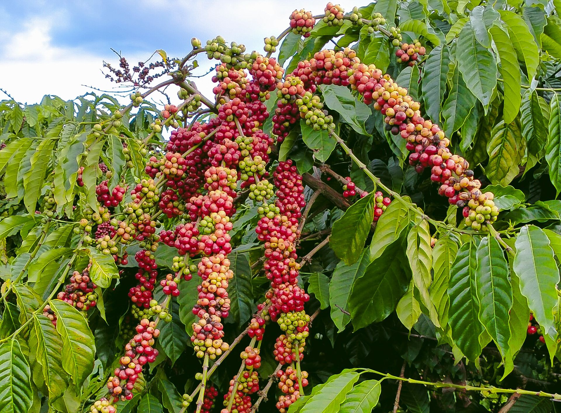 Giá cà phê hôm nay 2/5: Tăng 400 đồng/kg