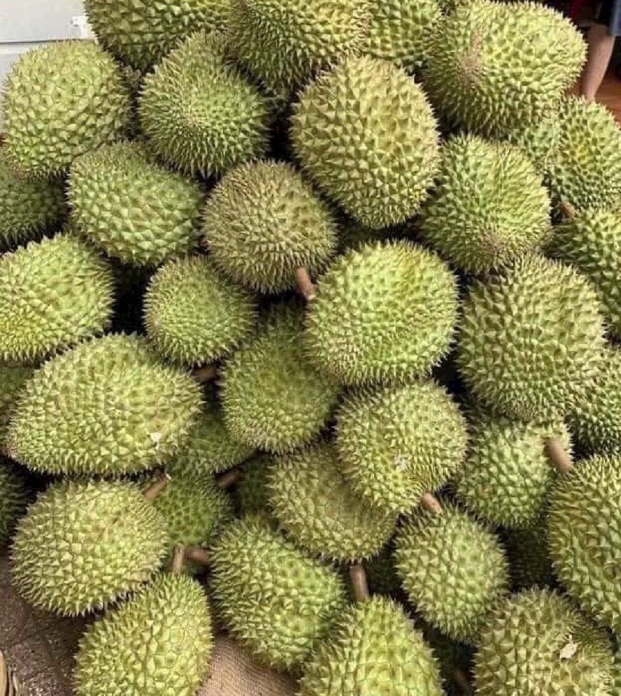Giá sầu riêng hôm nay 2/5: Sầu Thái tăng nhẹ trở lại