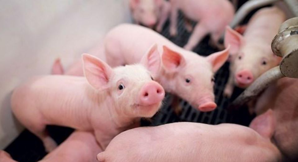Giá heo hơi hôm nay 6/5: Dao động từ 66.000 - 74.000 đồng/kg