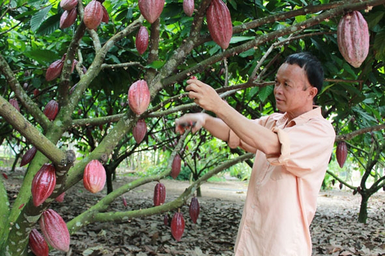 Những thách thức của ngành ca cao trước sự tăng trưởng nóng