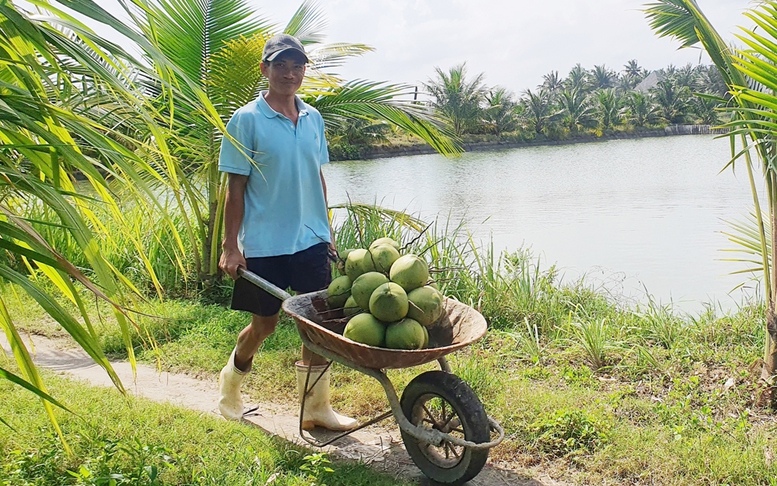 Cần chiến lược cho phát triển ngành dừa