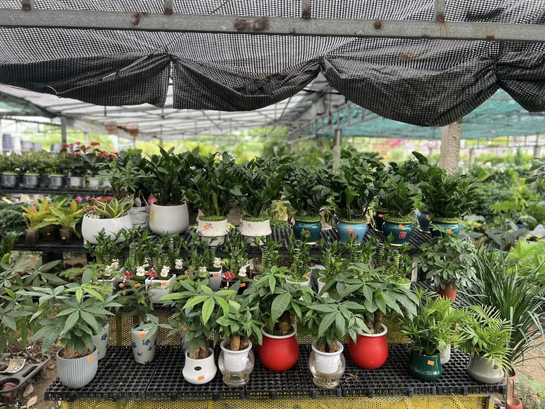 Ngành hoa, cây cảnh có dư địa tăng trưởng lớn