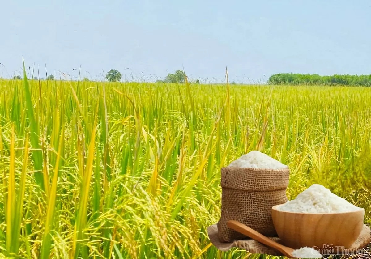 Giá lúa gạo hôm nay ngày 16/5: Giá lúa đảo chiều giảm