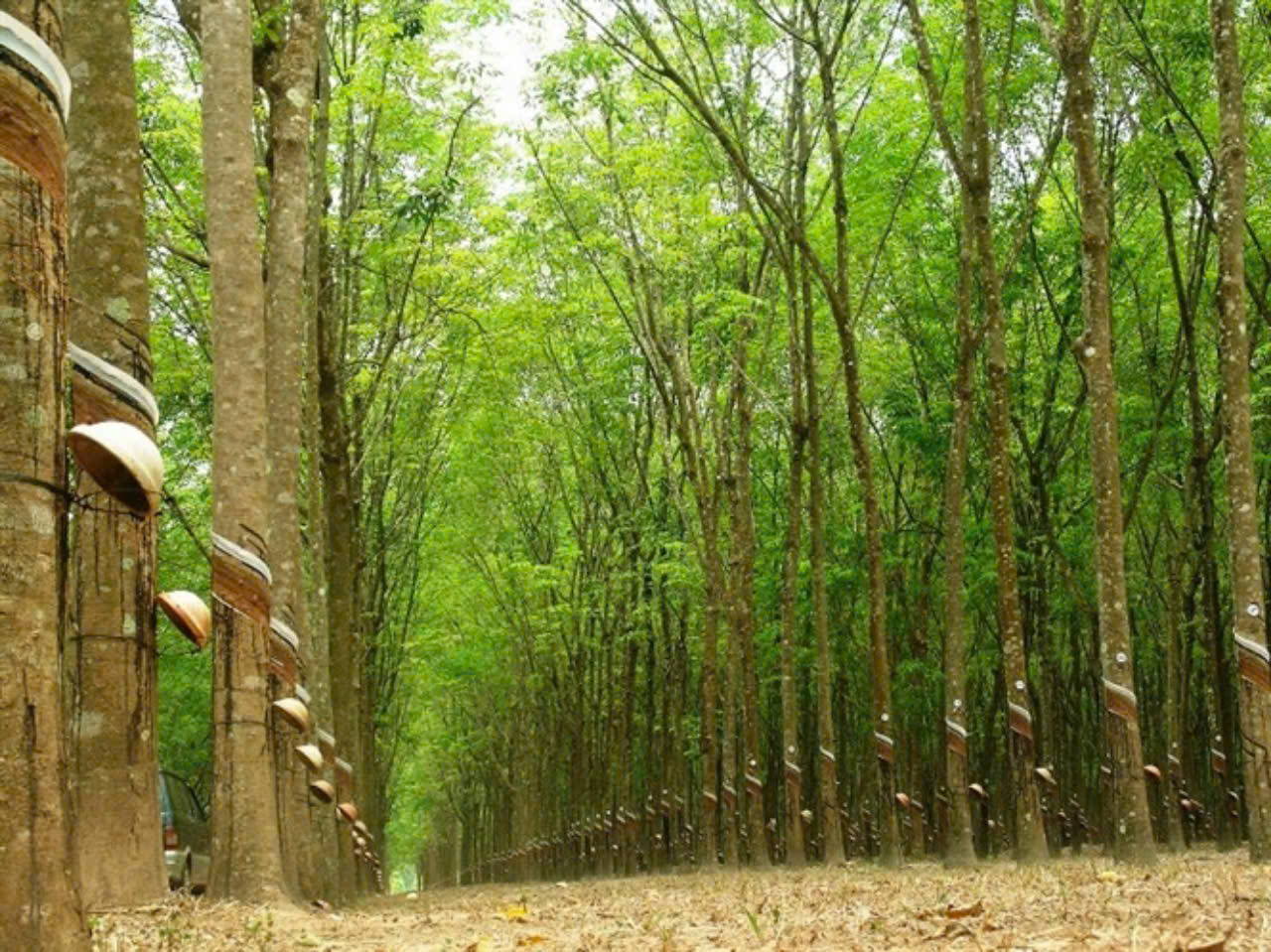 Giá cao su hôm nay 17/5: Giảm ngày thứ hai trên các sàn giao dịch