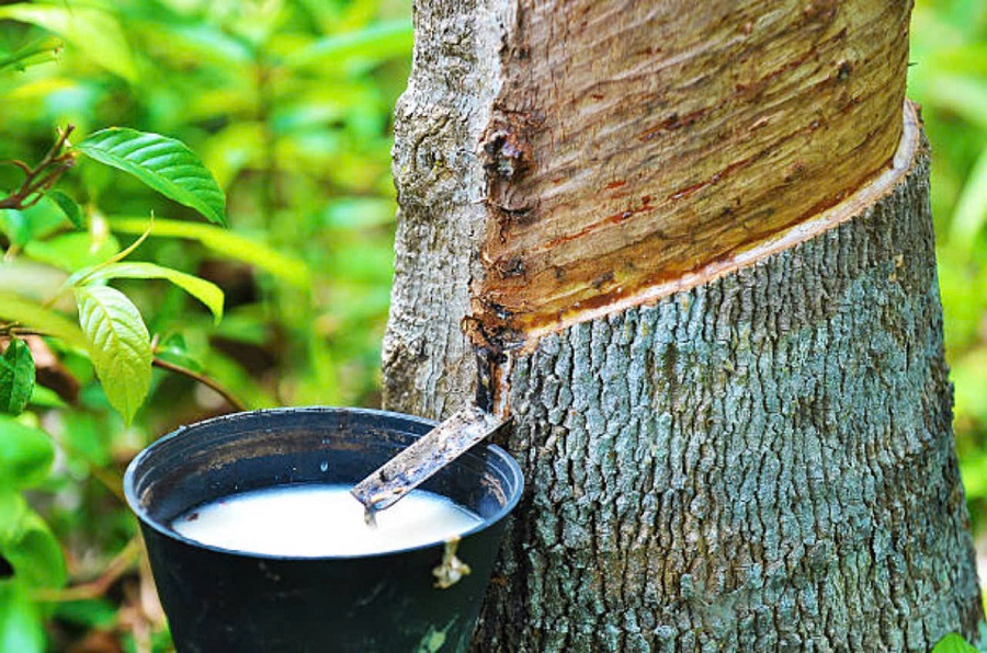 Giá cao su hôm nay 20/5: Hợp đồng cao su tương lai biến động trên các sàn giao dịch