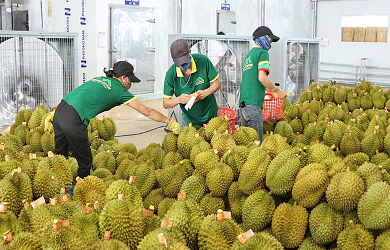 Ngành sầu riêng cần làm chắc từ khâu sản xuất, siết chặt kiểm soát chất lượng và xây dựng chuỗi liên kết chặt chẽ giữa nhà nông - doanh nghiệp - cơ quan quản lý Ngành sầu riêng cần làm chắc từ khâu sản xuất, siết chặt kiểm soát chất lượng và xây dựng chuỗi liên kết chặt chẽ giữa nhà nông - doanh nghiệp - cơ quan quản lý