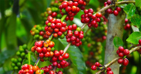 Giá cà phê hôm nay 22/5: Giảm 1,500 đồng/kg