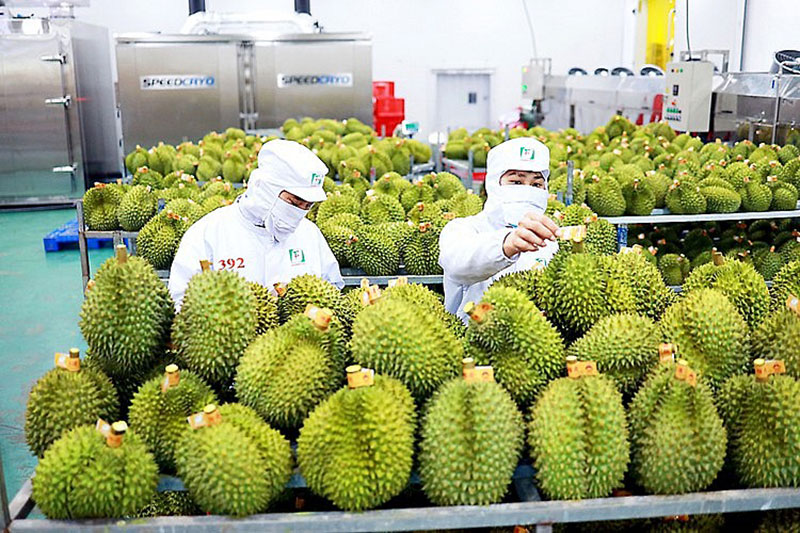 Công điện chỉ đạo thúc đẩy sản xuất và xuất khẩu sầu riêng bền vững