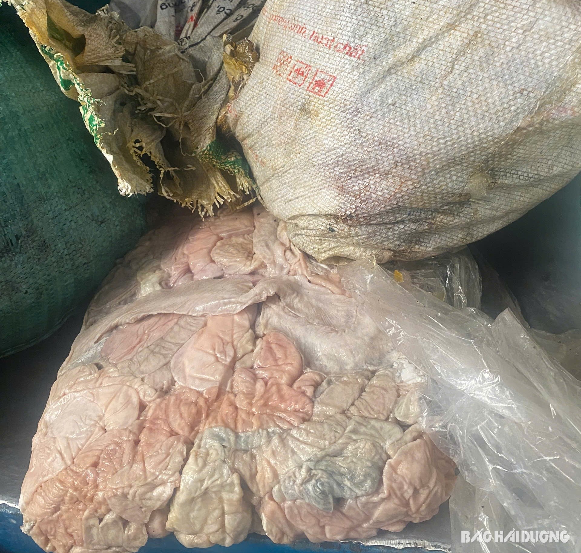 Phát hiện 1,3 tấn nội tạng lợn bốc mùi hôi thối trong một doanh nghiệp tại Hải Dương