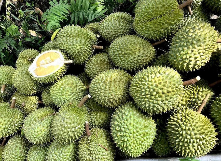 Giá sầu riêng hôm nay 27/5: Sầu Thái loại A tăng
