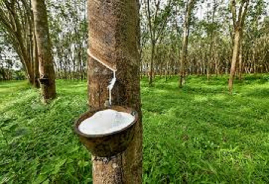 Giá cao su hôm nay 27/5: Thị trường biến động không đồng nhất tại Nhật Bản, đi ngang ở Singapore
