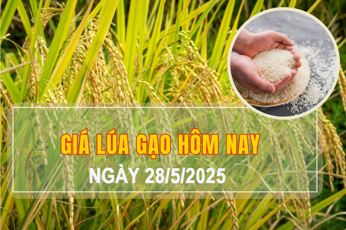 Giá lúa gạo hôm nay ngày 28/5: Biến động nhẹ
