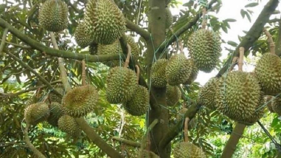 Giá sầu riêng hôm nay 28/5: Thị trường ổn định