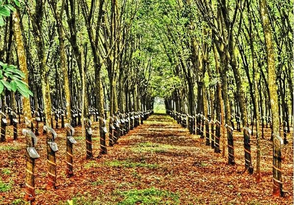 Giá cao su hôm nay 29/5: Đồng loạt giảm trên các sàn giao dịch
