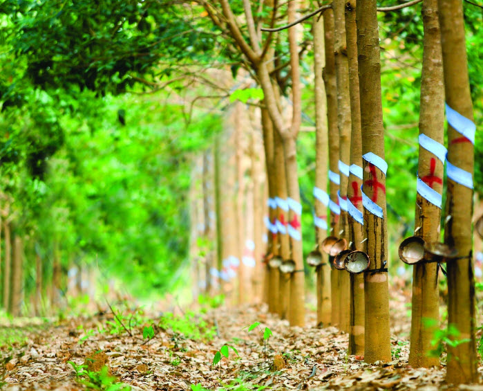 Giá cao su hôm nay 2/6: Phiên giao dịch đầu tuần đầy biến động