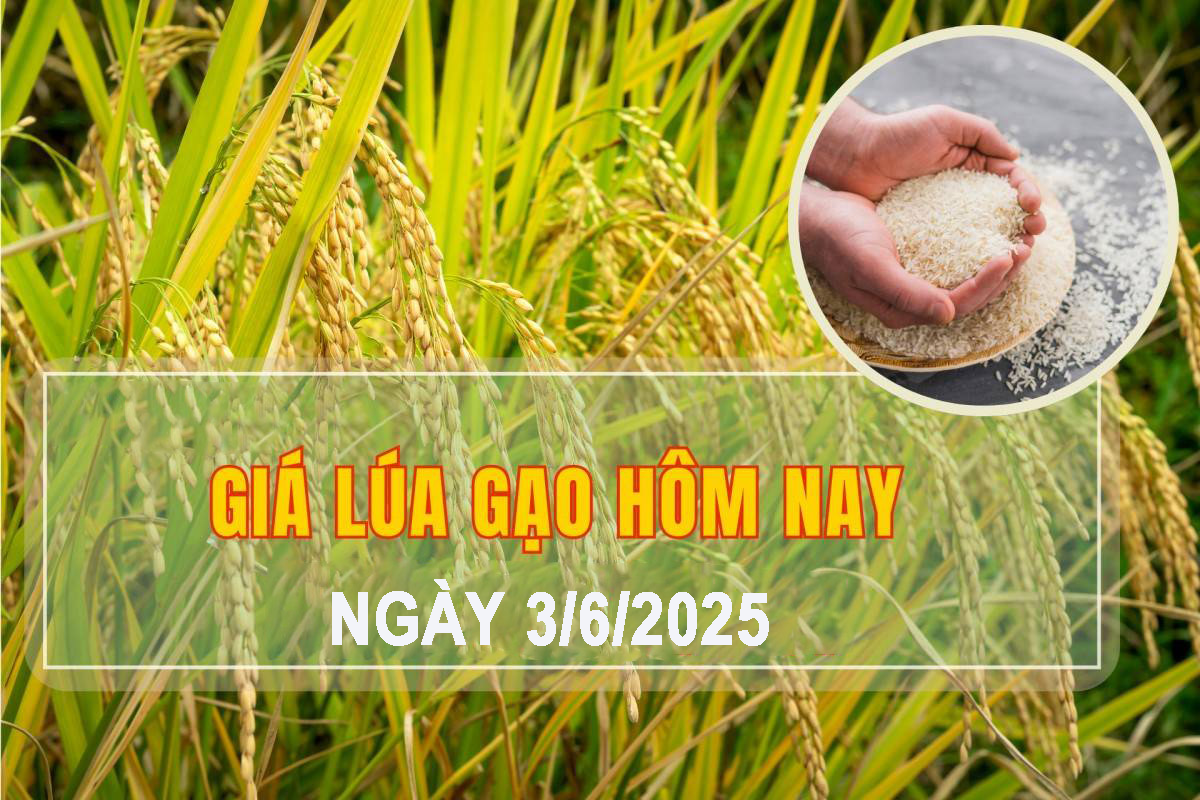 Giá lúa gạo hôm nay ngày 3/6: Giá lúa biến động