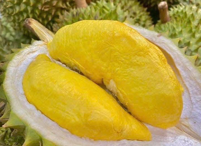 9 biện pháp thúc đẩy xuất khẩu sầu riêng