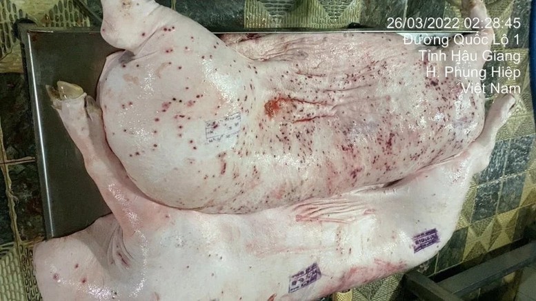 Ngành Nông nghiệp đề nghị Bộ Công an vào cuộc vụ 'C.P. Việt Nam bị tố cáo bán thịt lợn bệnh'