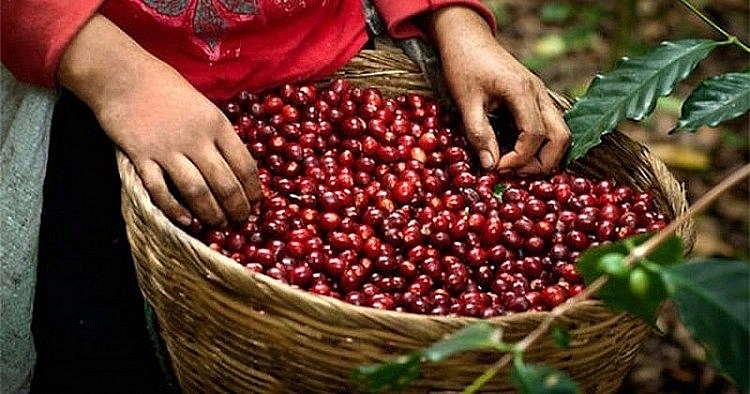 Giá cà phê hôm nay 11/6: Tăng 2.000 đồng/kg