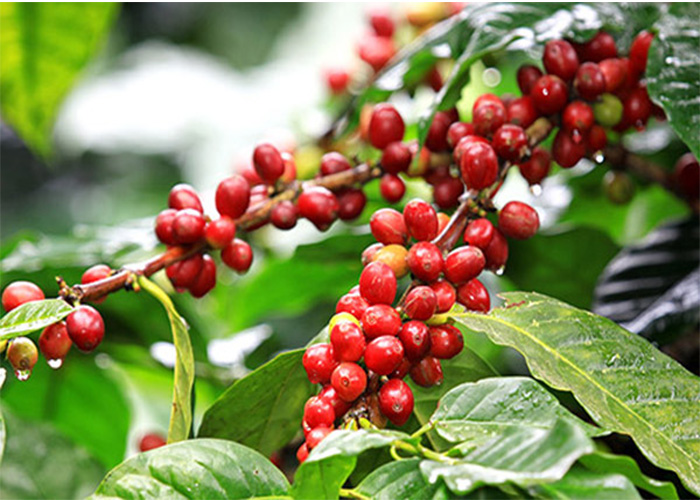 Giá cà phê hôm nay 12/6: Giảm mạnh 3,000 đồng/kg