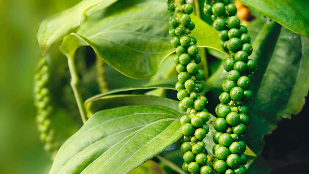 Giá tiêu hôm nay 12/6: Giảm từ 2,000 - 4,000 đồng/kg