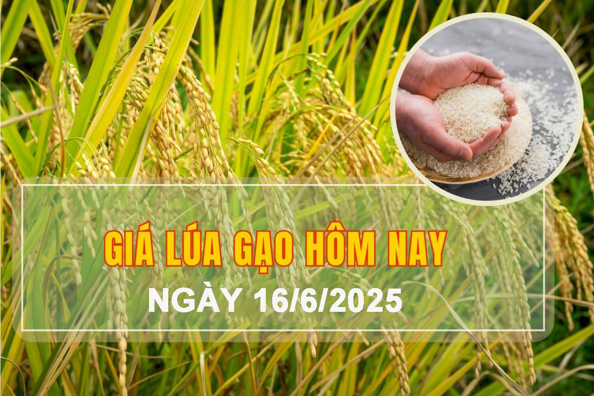 Giá lúa gạo hôm nay ngày 16/6: Giá gạo bình ổn, lúa tươi có xu hướng tăng