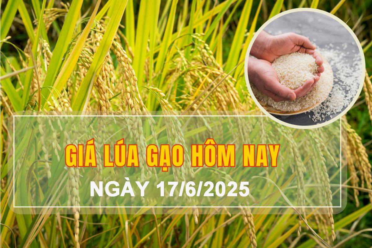 Giá lúa gạo hôm nay ngày 17/6: Một số mặt hàng lúa tươi giảm nhẹ