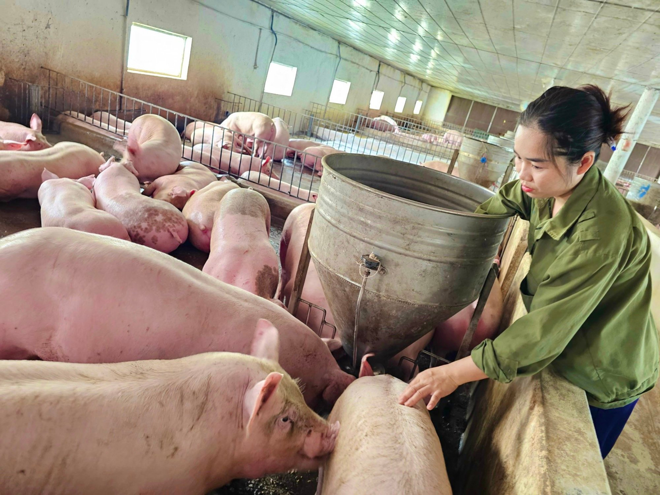 Giá heo hơi hôm nay 4/7: Giảm trên cả nước