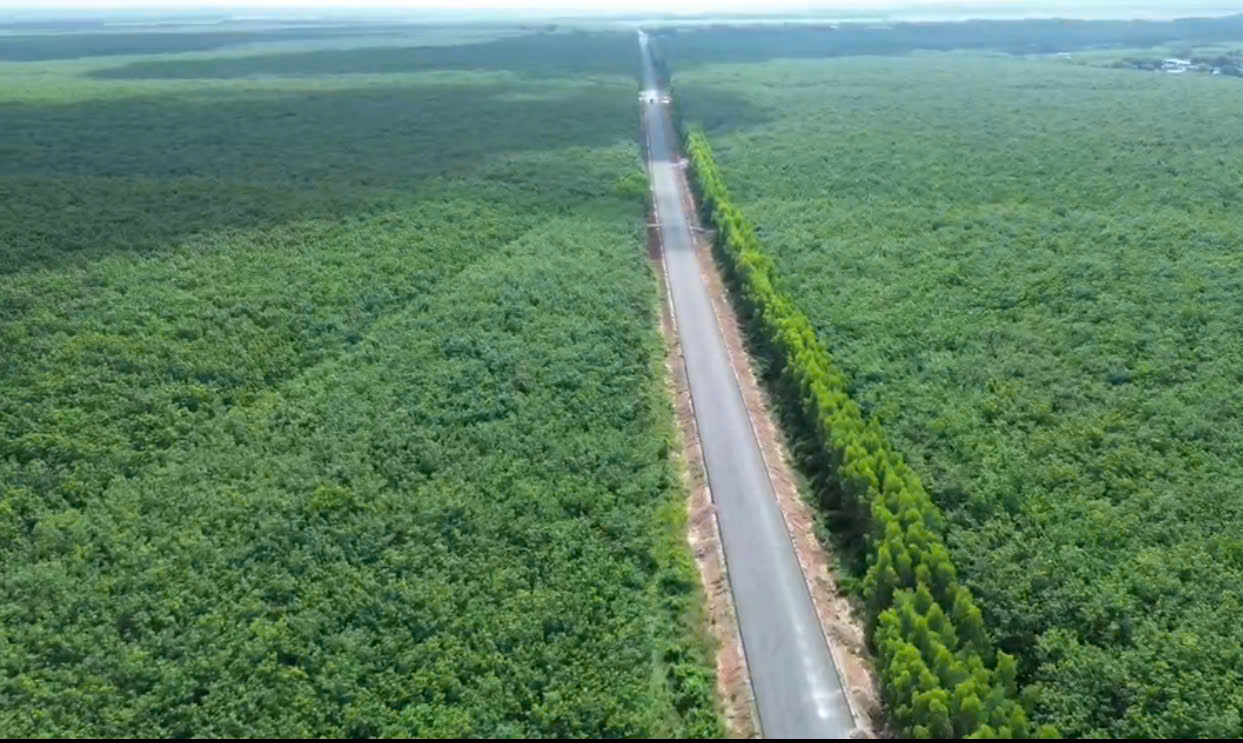 Giá cao su hôm nay 18/7: Thị trường khởi sắc