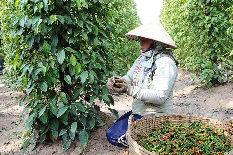 Giá hồ tiêu giảm sâu, tuy nhiên tiêu Đắk Lắk vẫn duy trì mức cao nhất trên thị trường