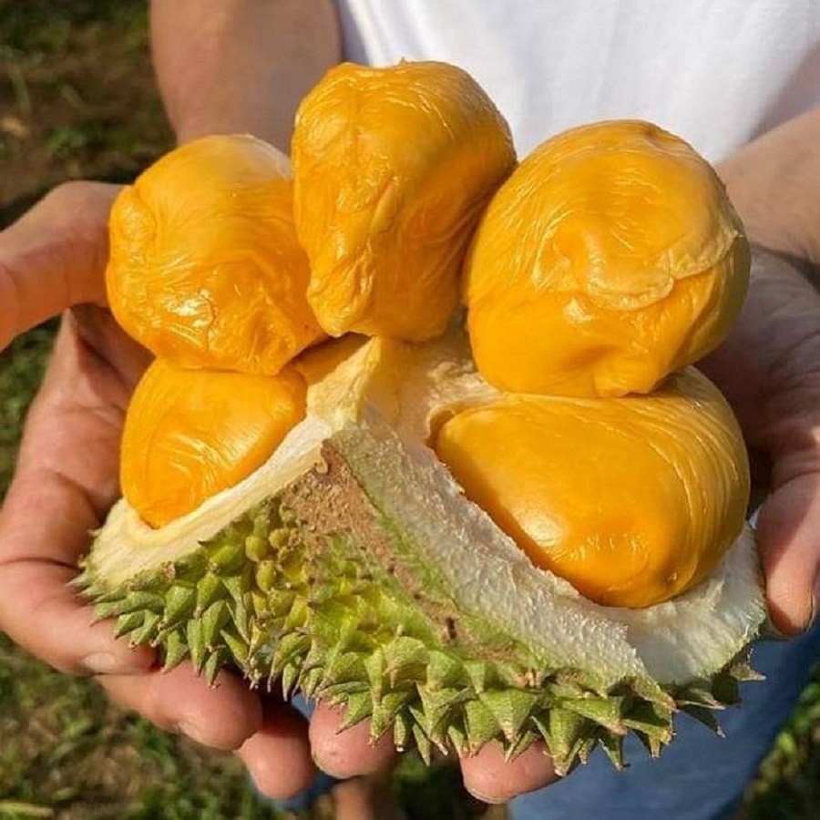 Giá sầu riêng hôm nay 20/7: Thị trường ổn định