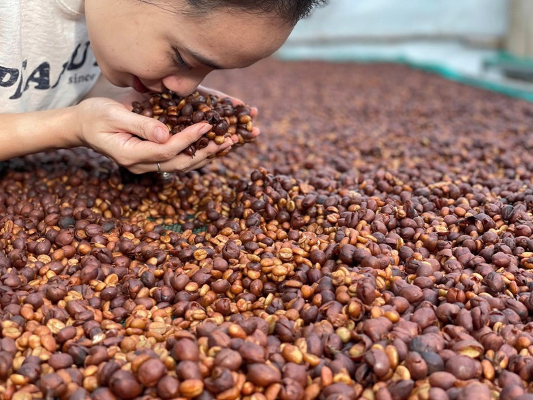 Cà phê Arabica thơm ngon nhất nằm ở Khe Sanh - Quảng Trị.